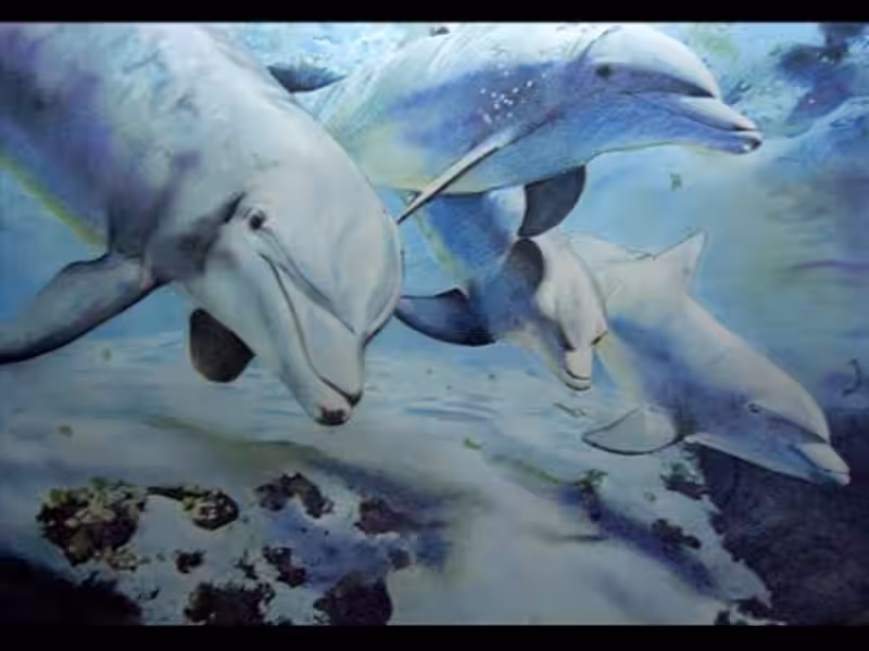 cuadro_sinoptico_del_delfin